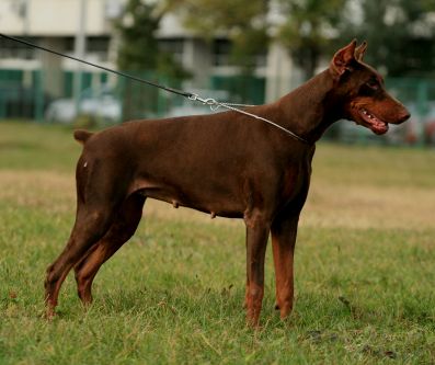 Roxy of BlackMagic Land