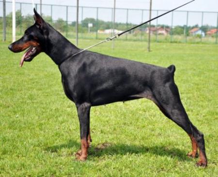 Vega of BlackMagic Land