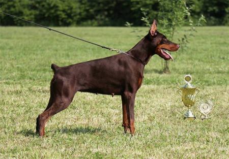 Mocca of BlackMagic Land