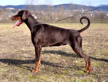 Choxa of BlackMagic Land