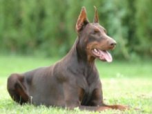 RIP - Astrid van het Blauwhof